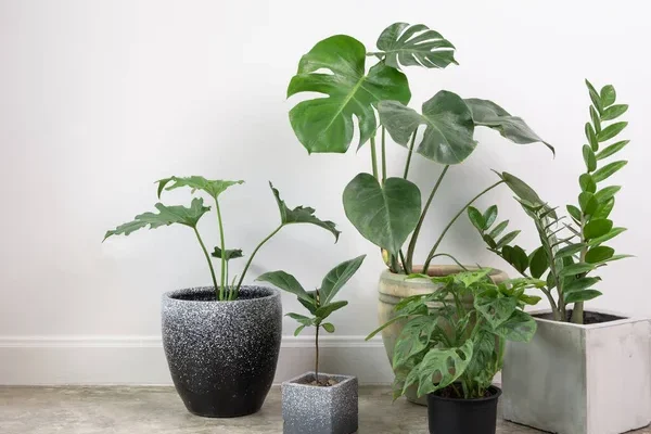 Növényápolás egyetemista albérletben: egyszerű megoldások