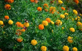 Egynyári virágok ültetése magról – lépésről lépésre