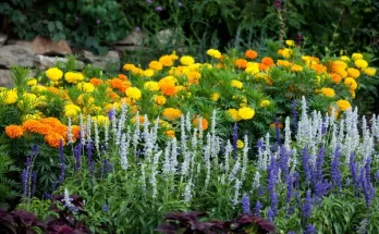 Kertépítés virágágyásokkal: kezdőknek is egyszerűen