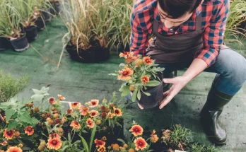 Gyorsan növő virágok, ha gyors eredményt szeretnél