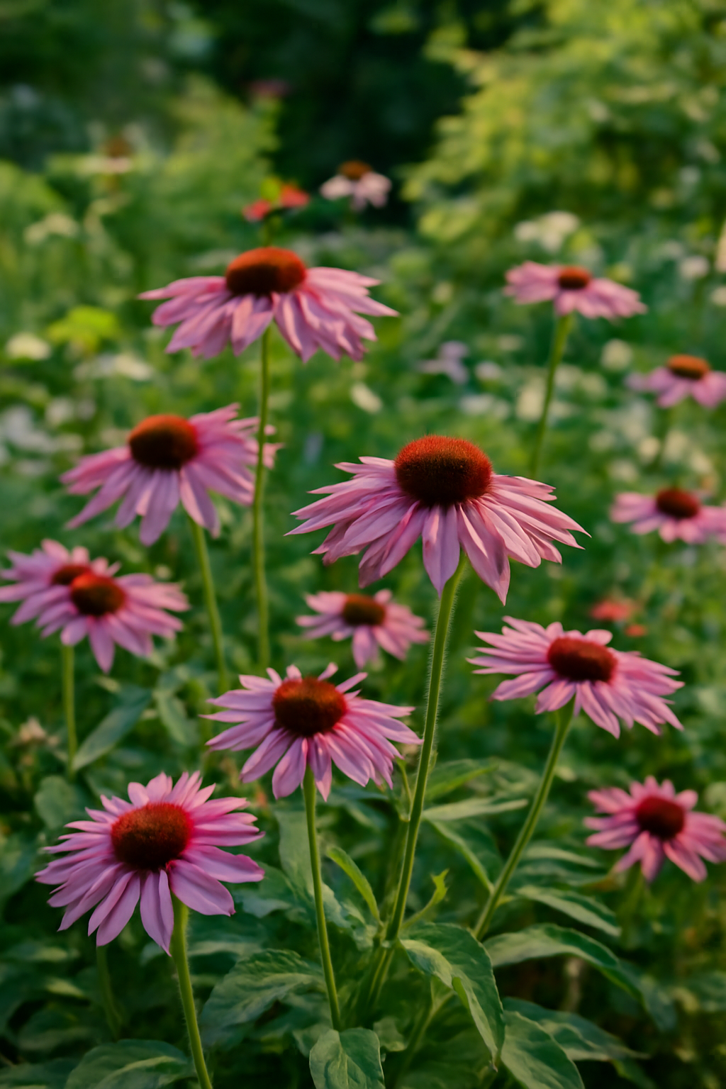 Színes évelő virágok, pink szirmokkal és barna középpel, zöld levelek között.