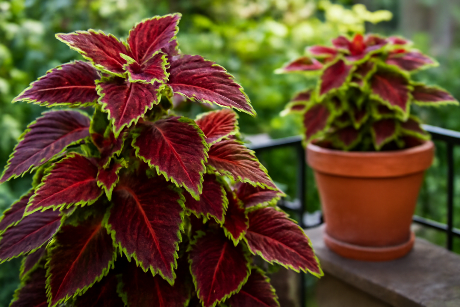 Két díszcsalán növény színes levelekkel, teraszon elhelyezve.