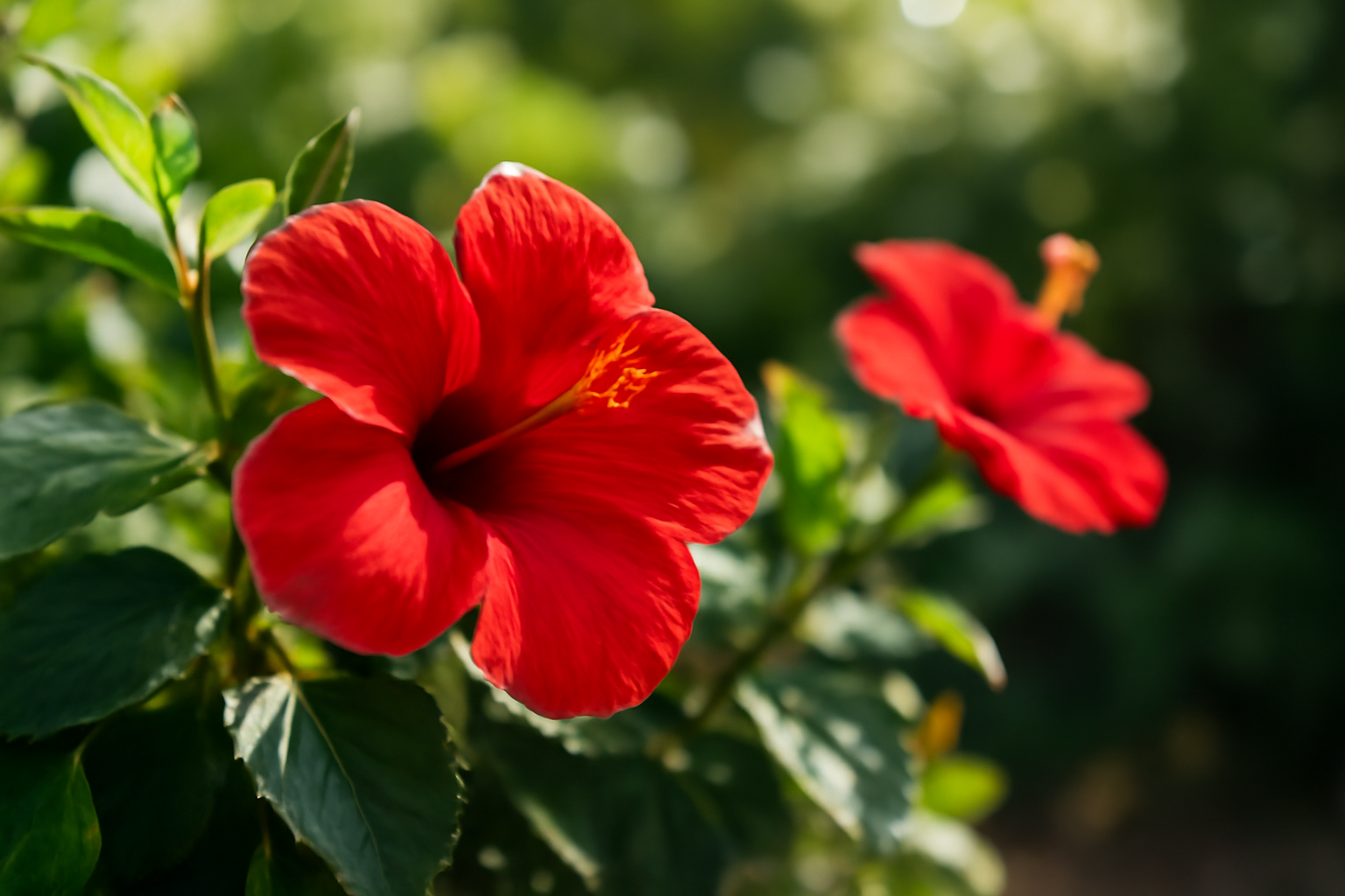 Kerti hibiszkusz virágai, élénk piros színben, zöld levelek között.