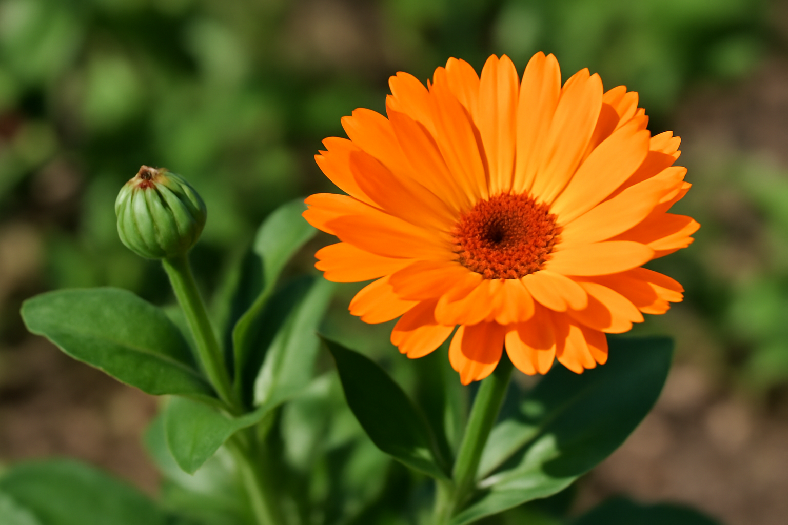 Egy élénk narancssárga körömvirág virágzik, mellette egy bimbó látható.