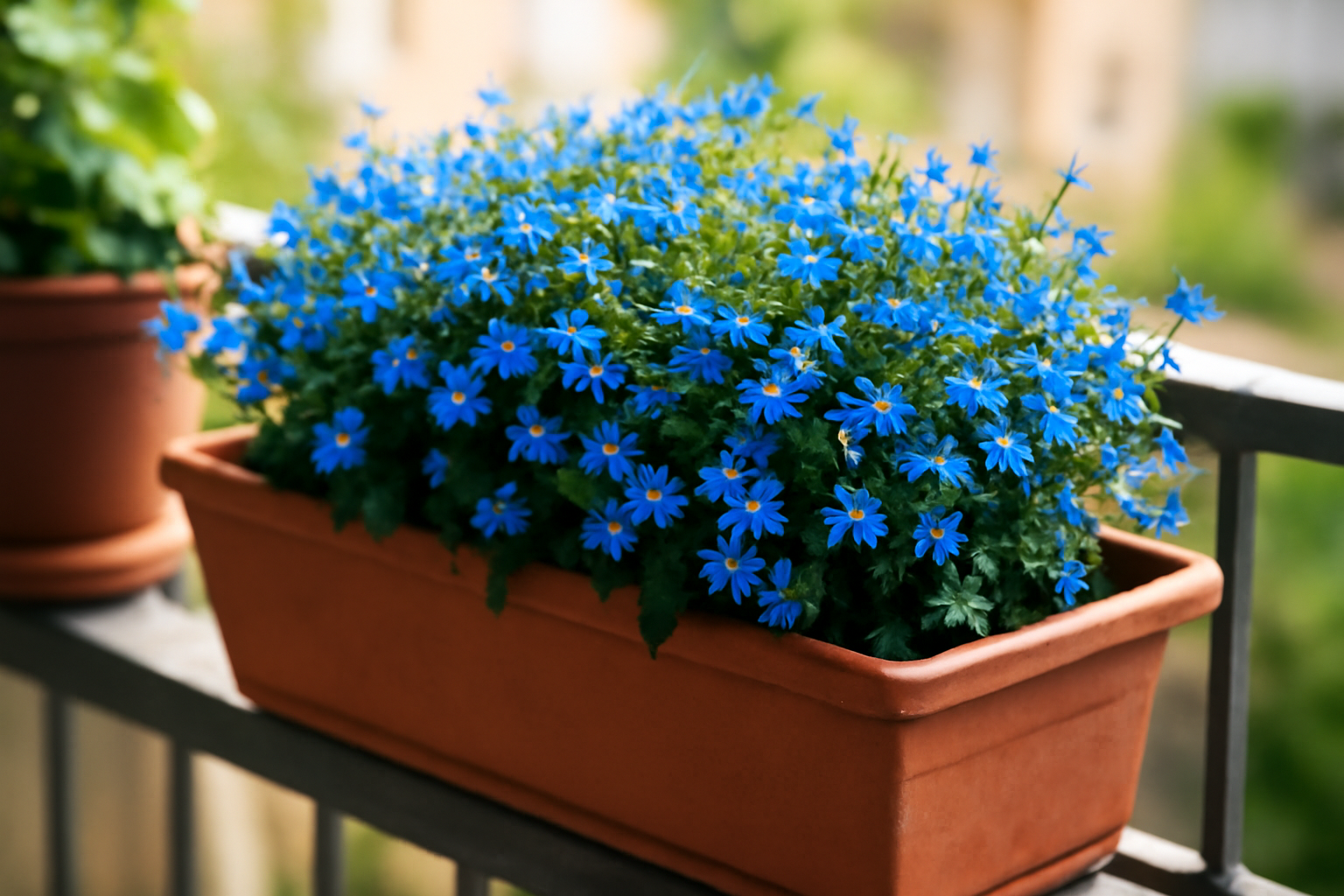 Kék lobélia virágokkal teli balkonláda, zöld háttérrel.