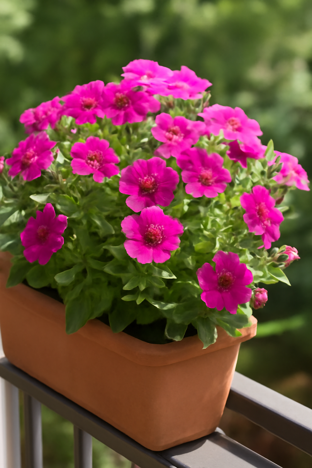 Surfinia gondozása: gazdagon virágzó balkon növény