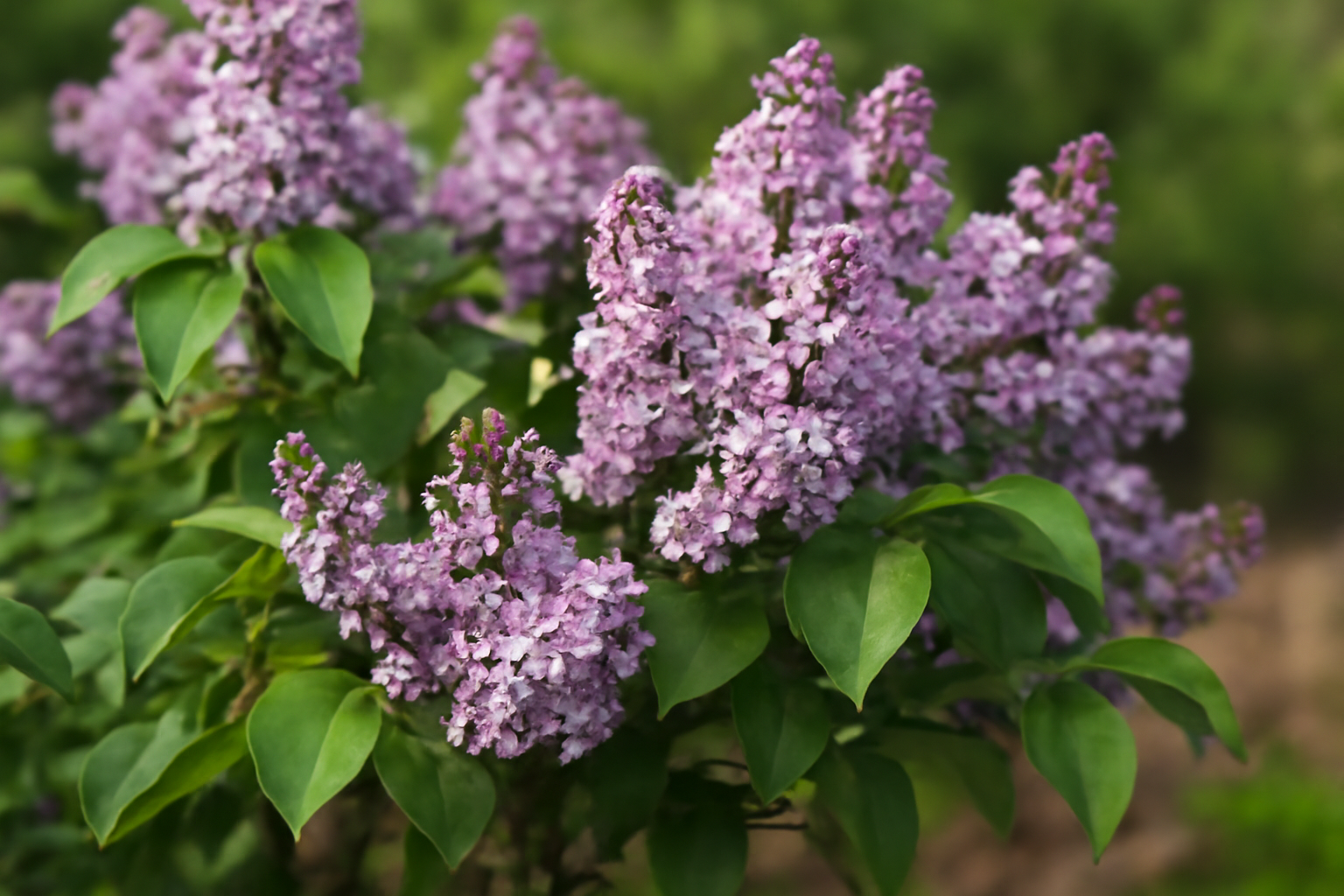 Törpe orgona virágzó ága, lila és fehér virágokkal, zöld levelekkel.