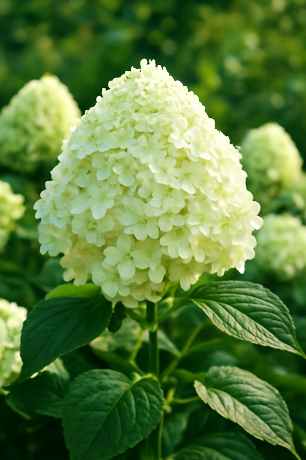 Bugás hortenzia gondozása: látványos kerti virág