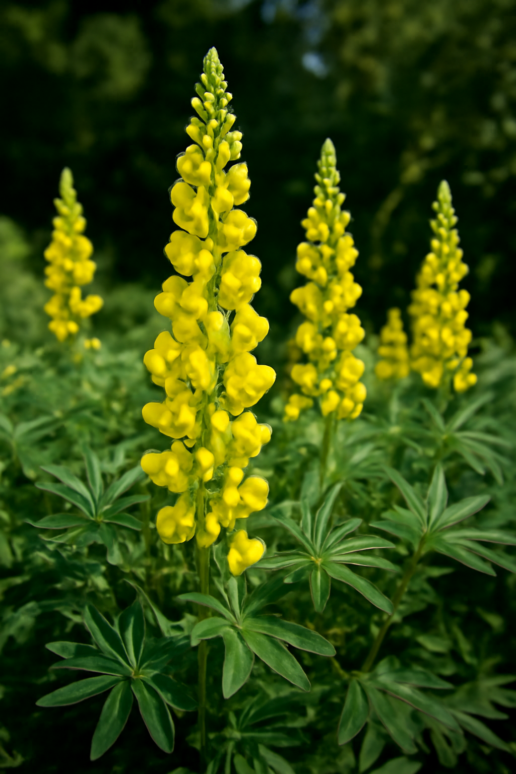 Csillagfürt gondozása: látványos évelő virág a kertben