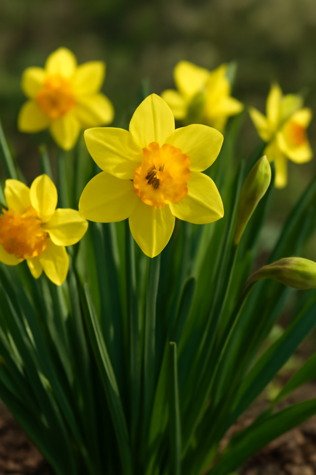 Tavaszi nárciszok sárga virágokkal és zöld levelekkel, virágágyásban.
