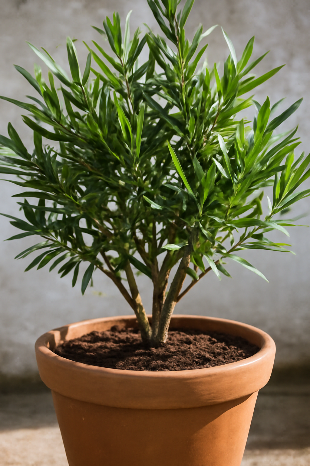 Egy egészséges leander növény, zöld levelekkel, terrakotta cserépben.