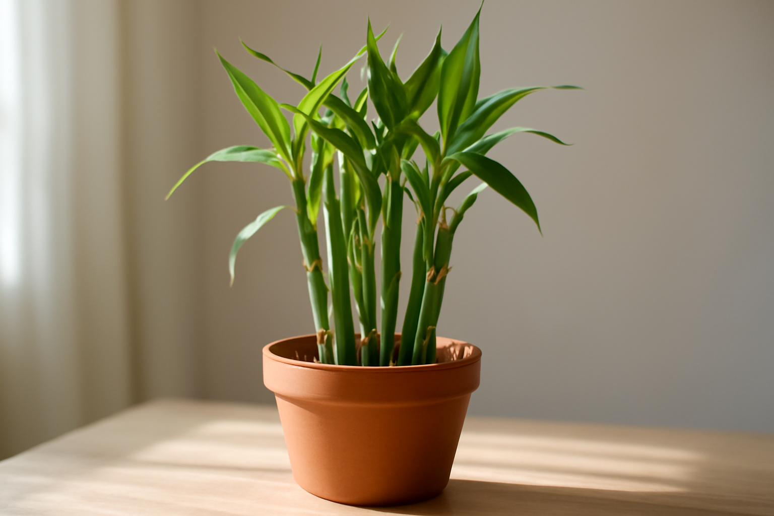 Zöld szobai bambusz növény terrakotta cserépben, világos háttér előtt.