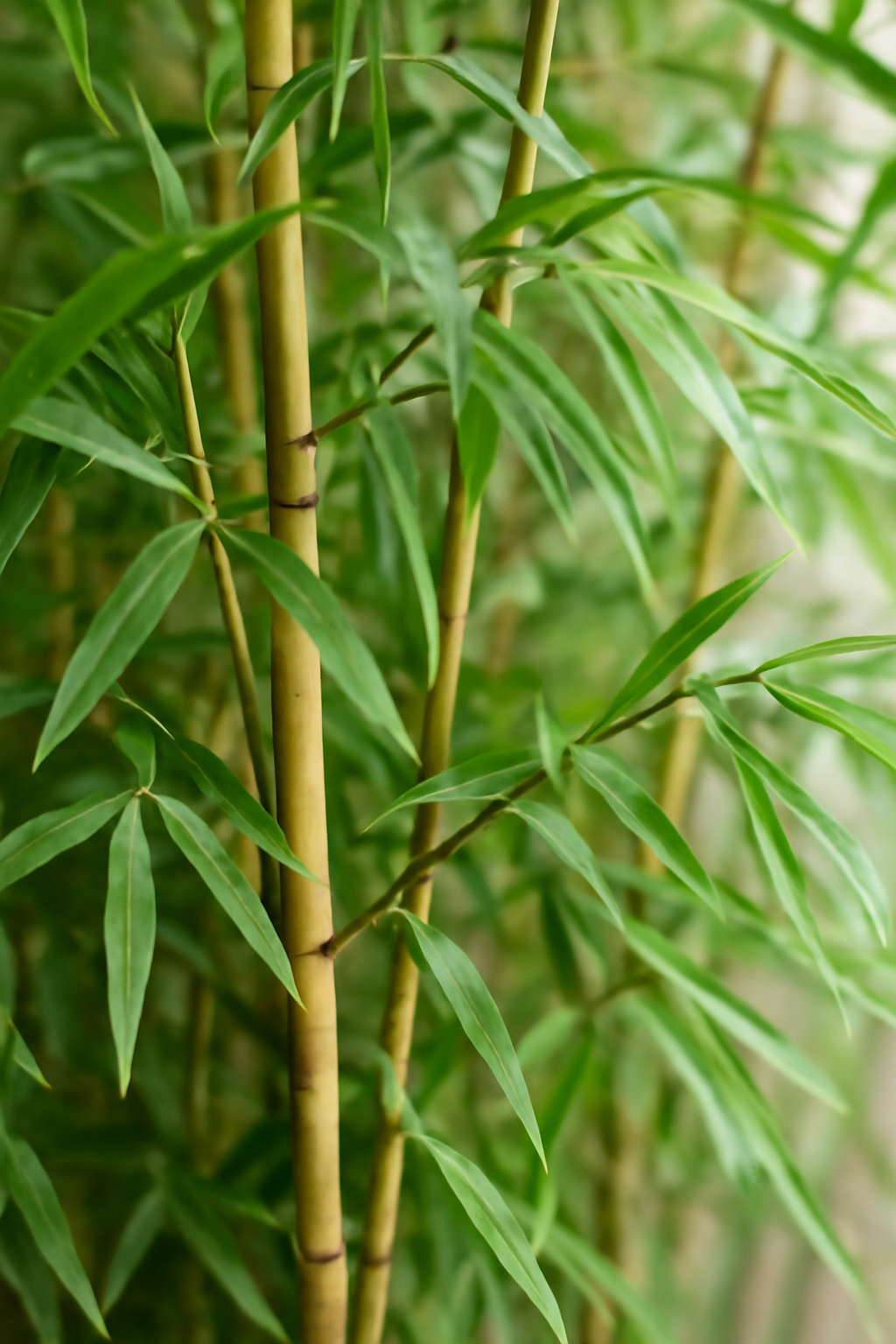 Bambusz gondozása, szaporítása és betegségei – egzotikus növény