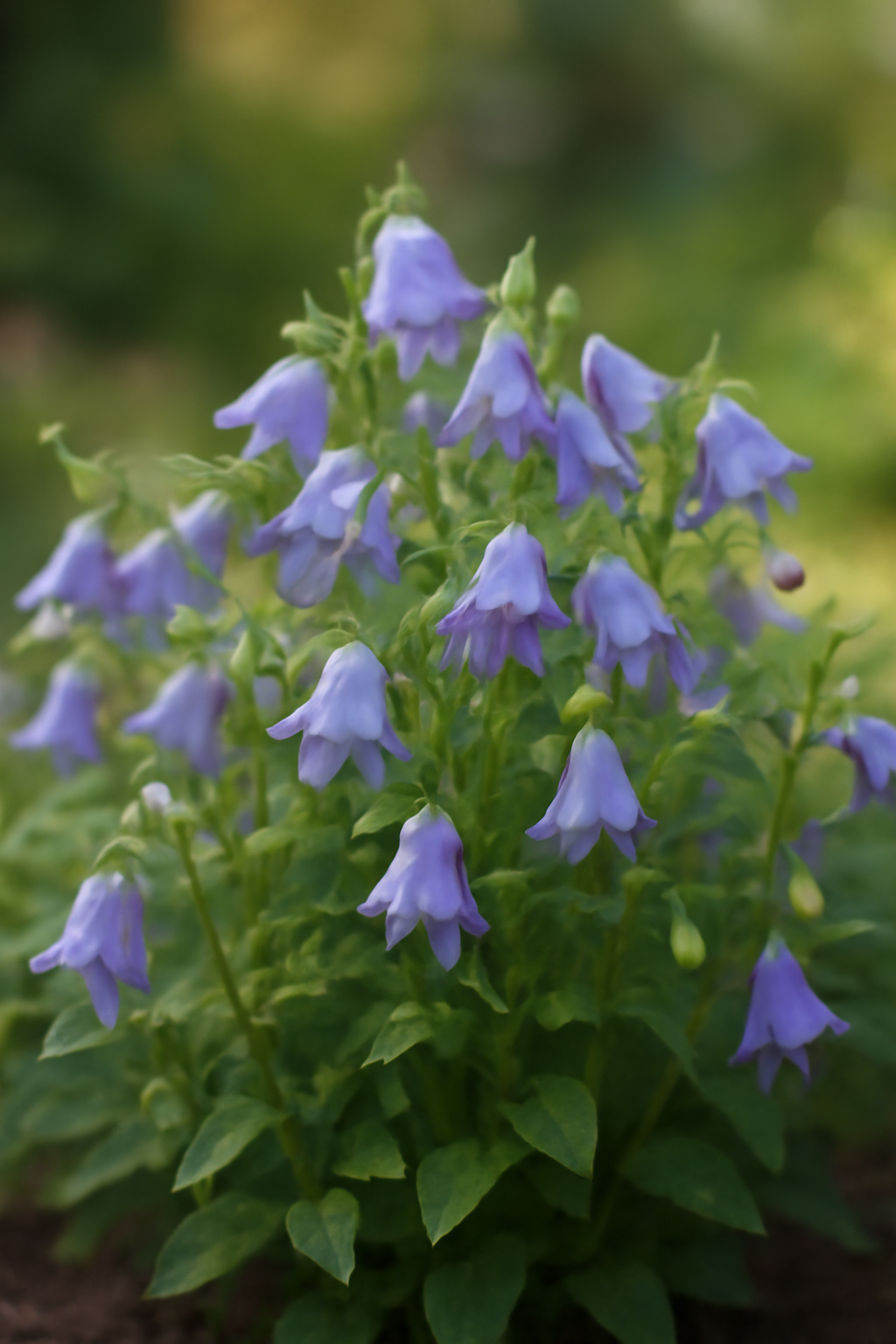 Harangvirág gondozása, szaporítása és betegségei – romantikus kerti növény