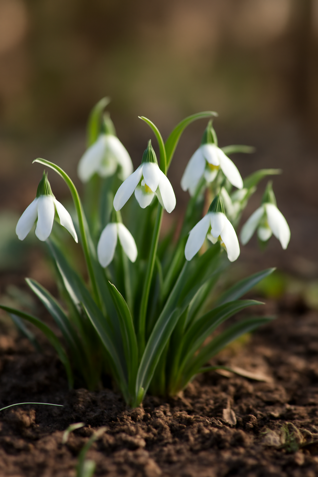Hóvirág gondozása, szaporítása és betegségei – korai tavaszi hagymás növény
