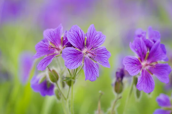 Lila kerti gólyaorr virágok közelről, dús zöld háttérrel.
