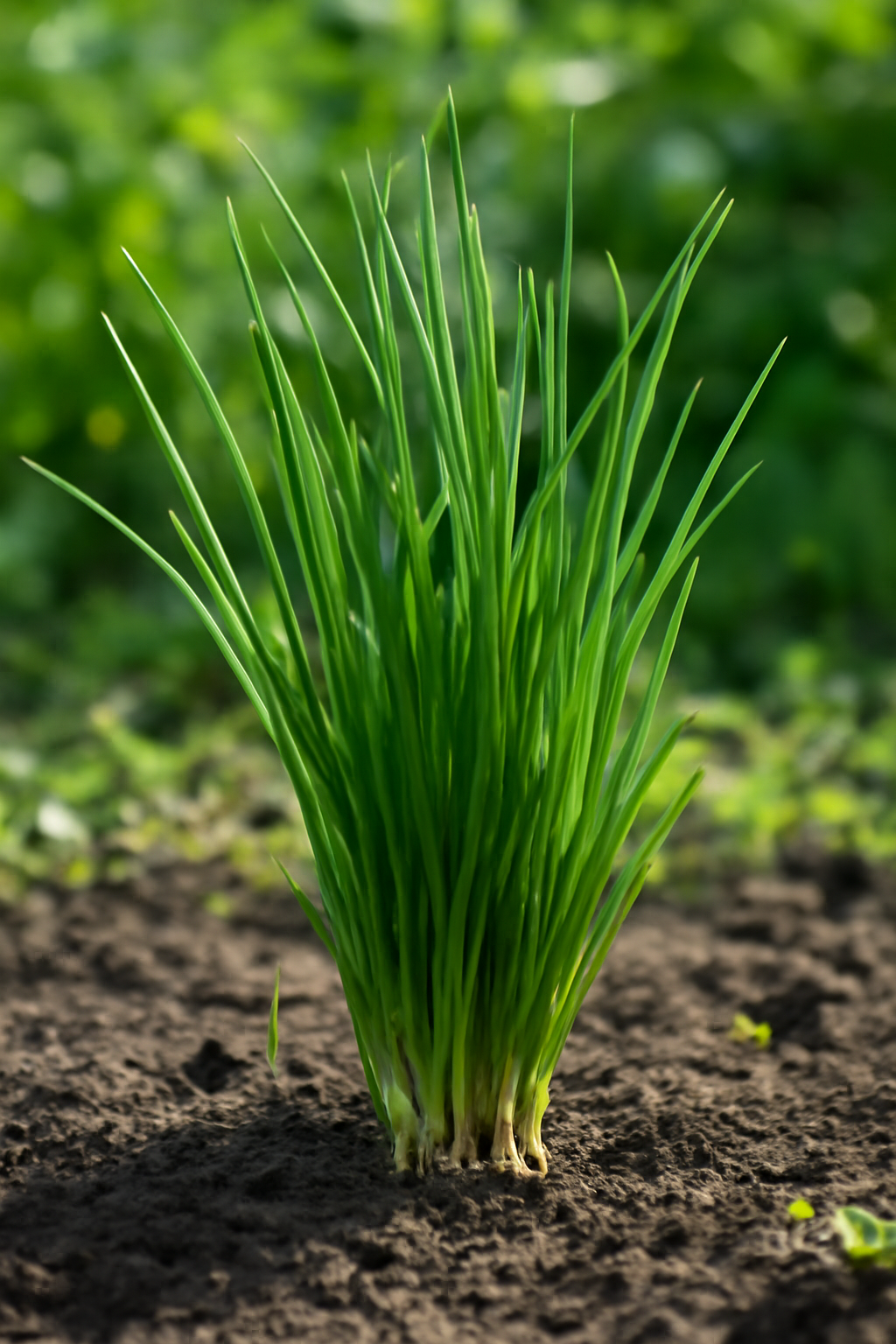 Friss metélőhagyma növény, zöld levelekkel, termőföldben.