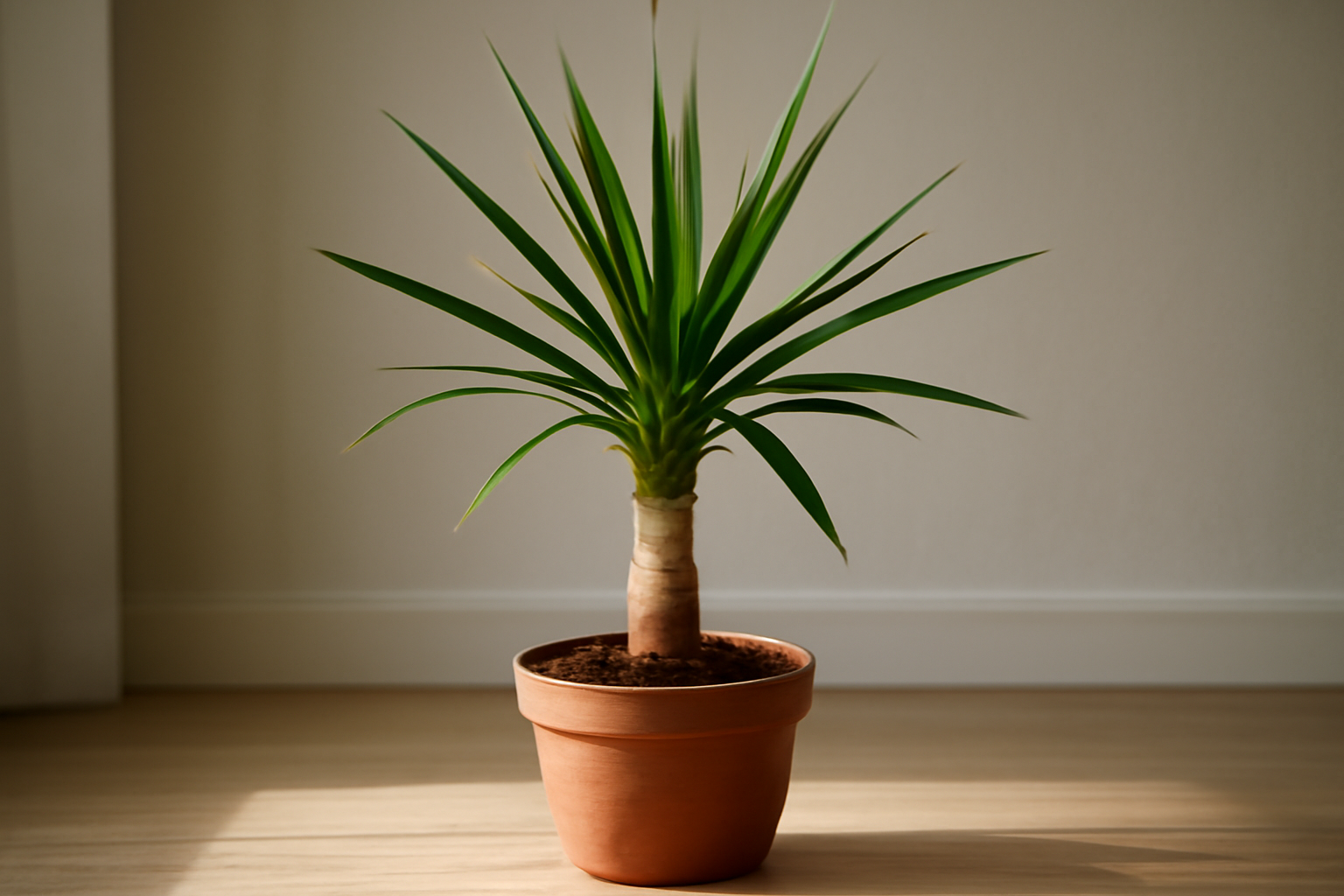 Egy yucca pálma zöld levelekkel, terrakotta cserépben, világos háttér előtt.