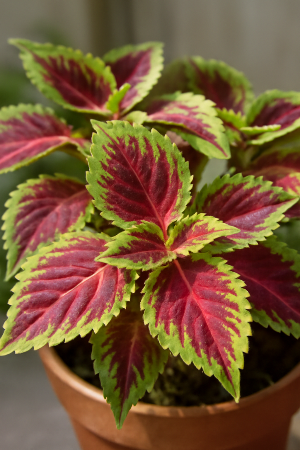 A díszcsalán színes, zöld és piros levelei egy cserépben.