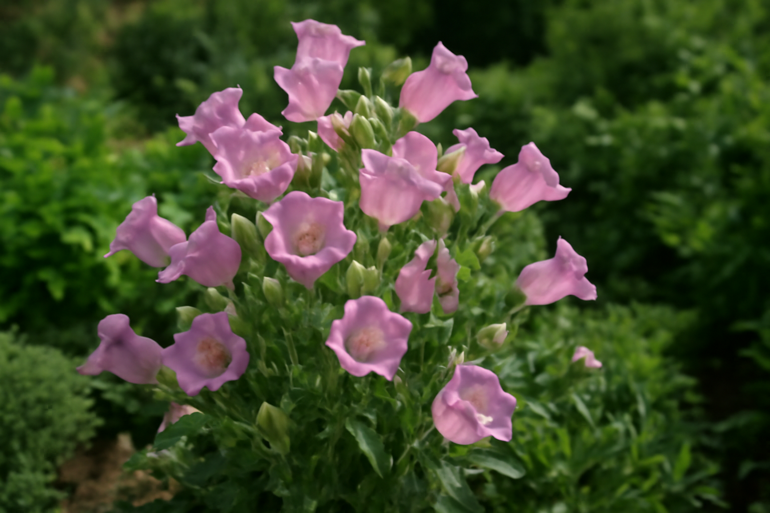 Kerti harangláb virágzó növényei, rózsaszín virágokkal, zöld levelekkel.