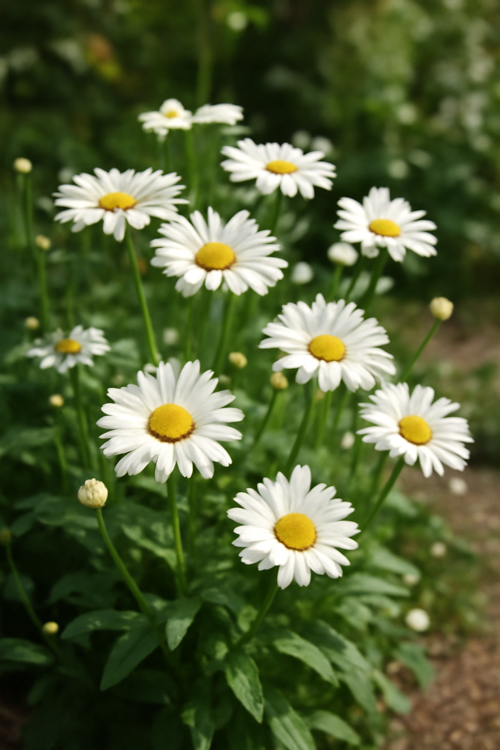Kerti margaréták fehér szirmaikkal és sárga közepükkel, napfényben állnak.