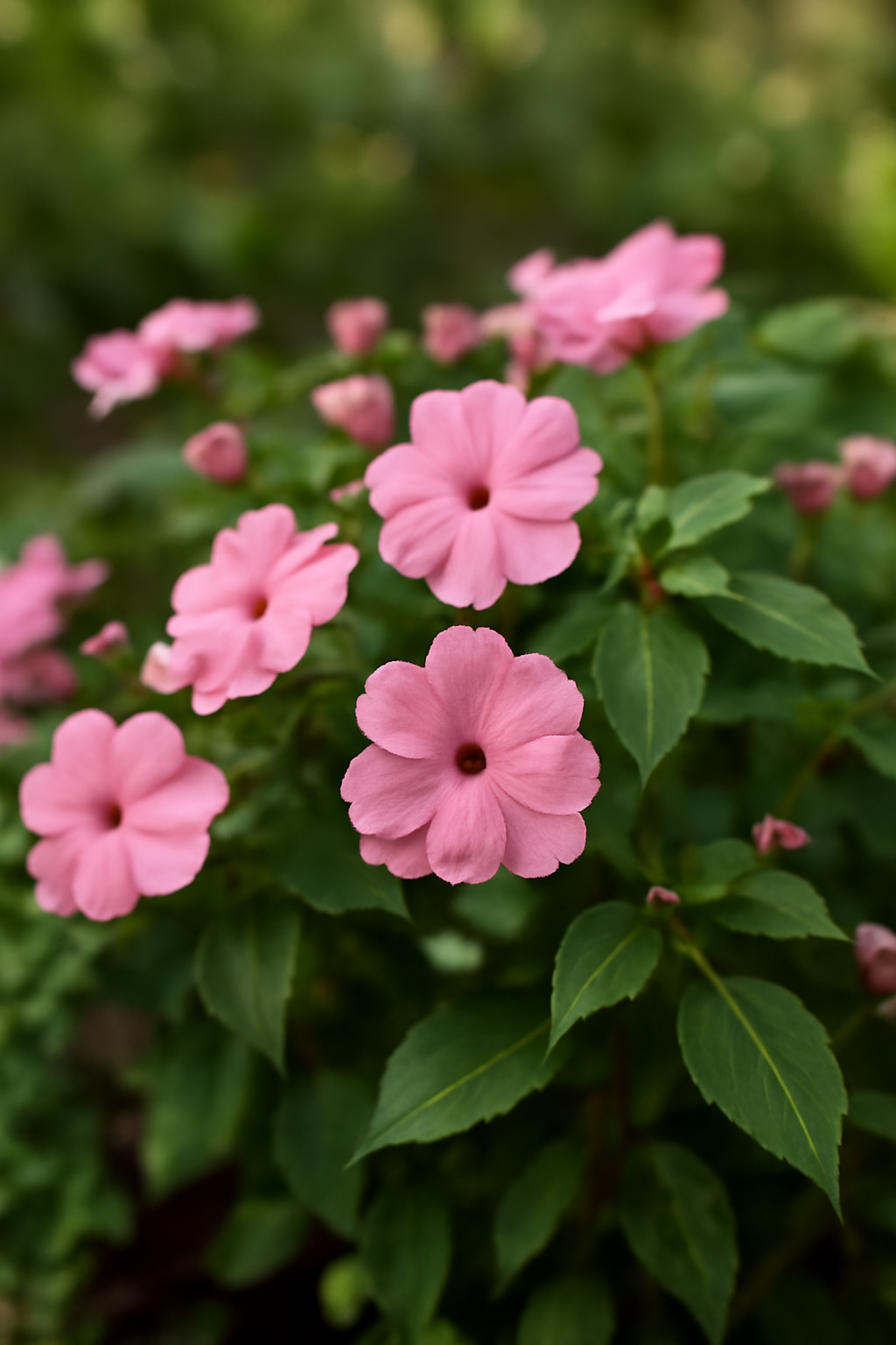 Rózsaszín kerti nebáncsvirágok dús zöld levelekkel, árnyékos környezetben.
