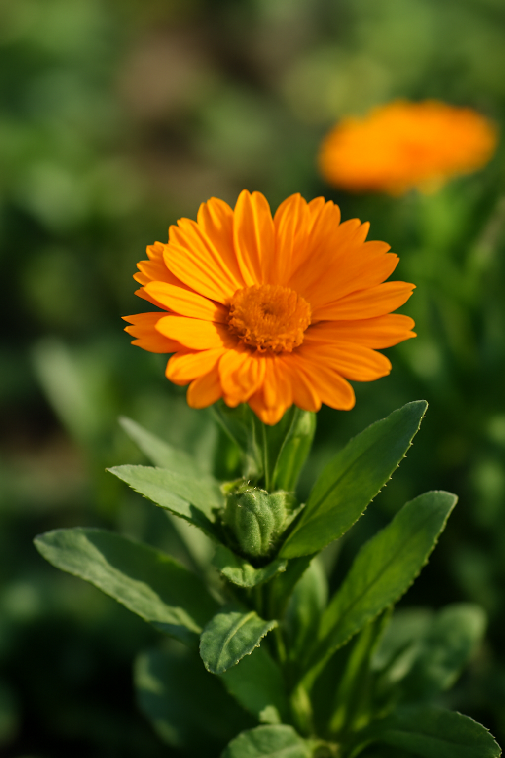 Egy élénk narancssárga körömvirág virág, zöld levelekkel, napfényben.