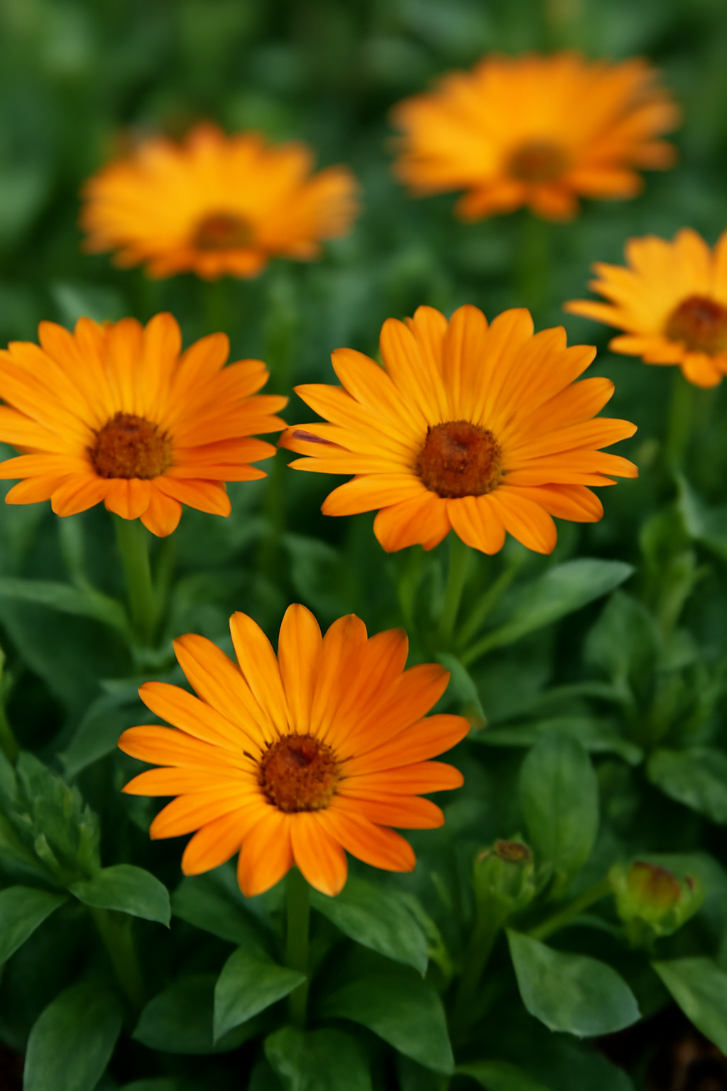 Pompás rézvirág gondozása, szaporítása és betegségei – egynyári virág