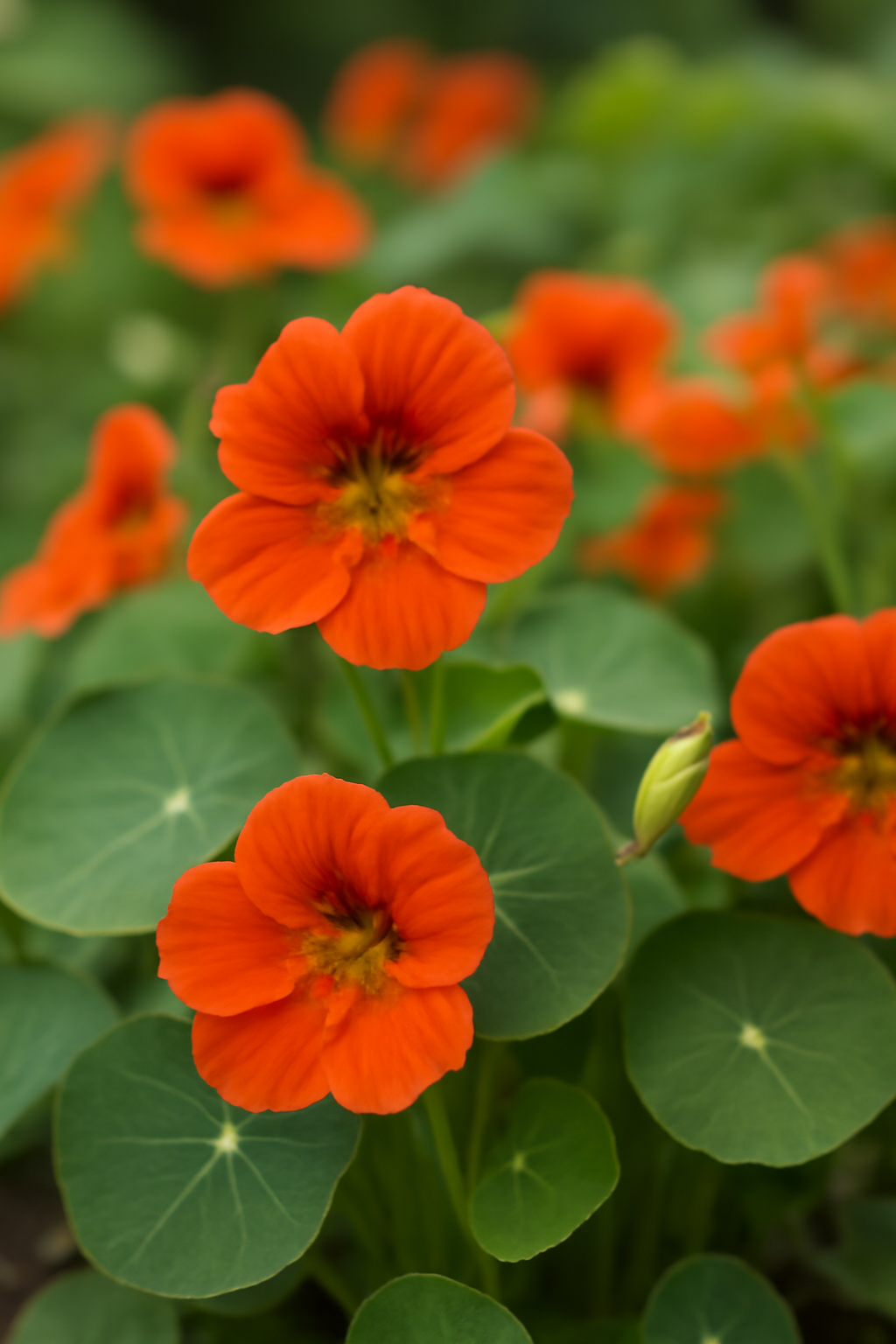 Élénk narancssárga sarkantyúka virágok zöld levelek között, díszítve a kertet.