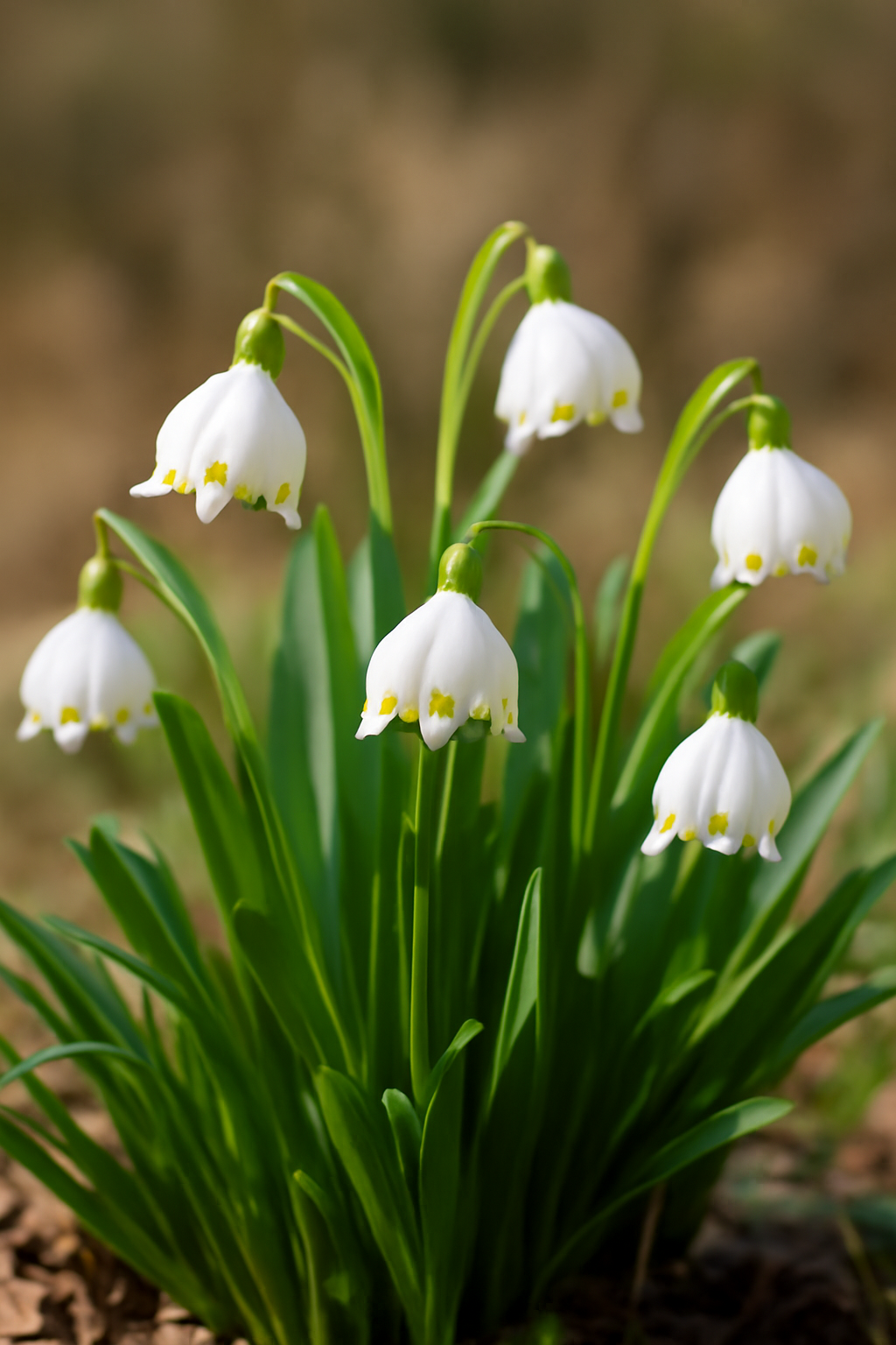 Téltemető virágok fehér harang alakú virágokkal, zöld levelekkel.
