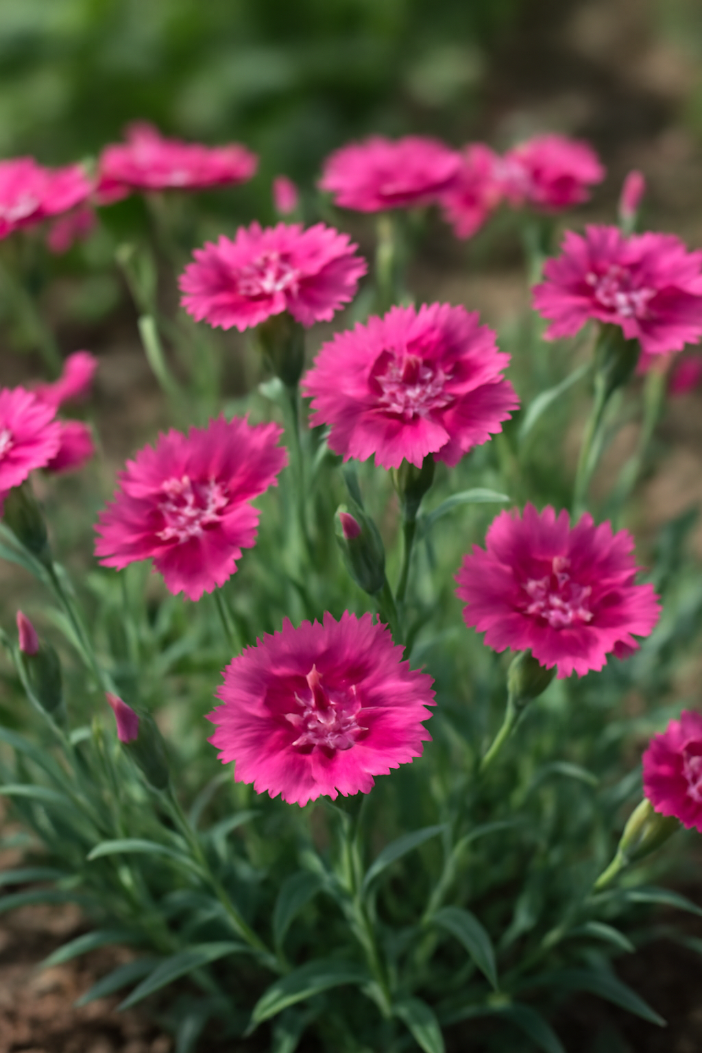 Törökszegfű gondozása, szaporítása és betegségei – színes évelő virág