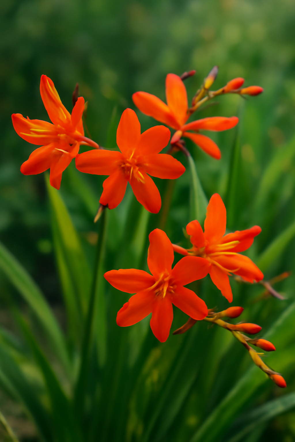 Tűzliliom gondozása, szaporítása és betegségei – egzotikus virág
