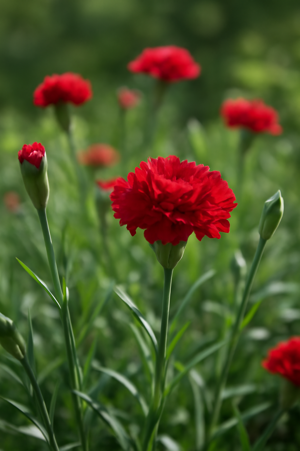 Szegfű gondozása, szaporítása és betegségei – klasszikus kerti virág