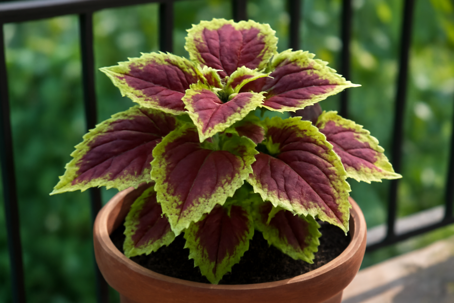 Színes díszcsalán (Coleus) növény, zöld és bordó levelekkel, cserépben.