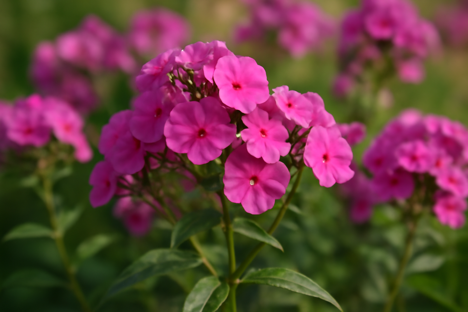 Lángvirág Phlox gondozása, szaporítása és betegségei – nyári évelő