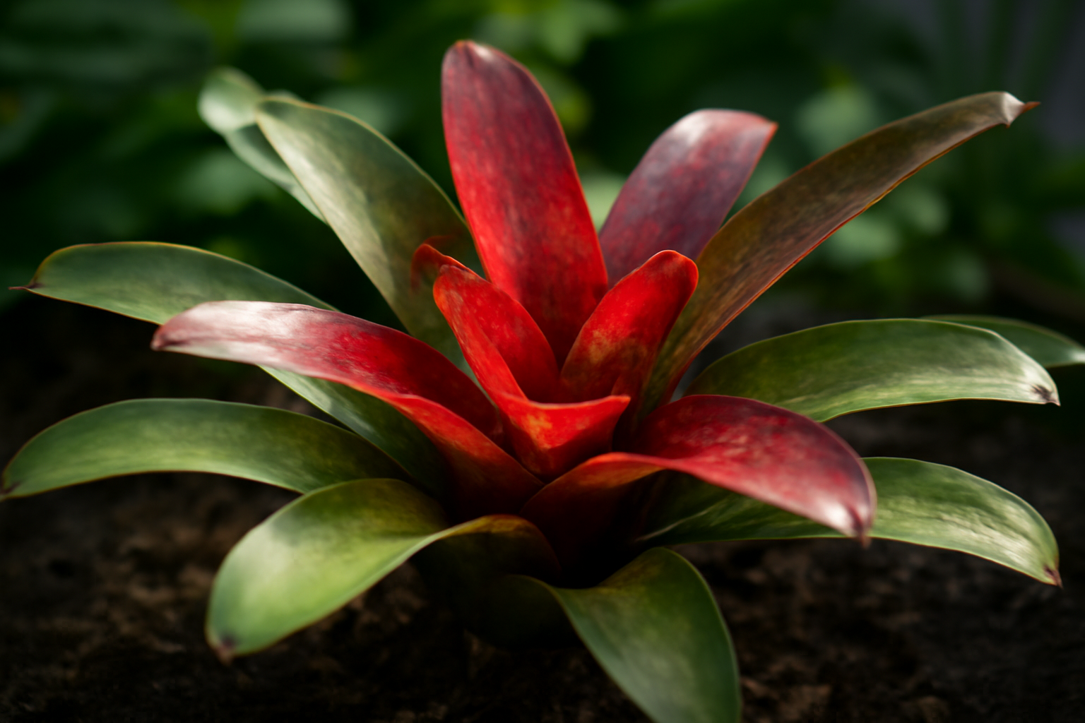 A Neoregelia bromélia színes levelei, zöld és piros árnyalatokkal.
