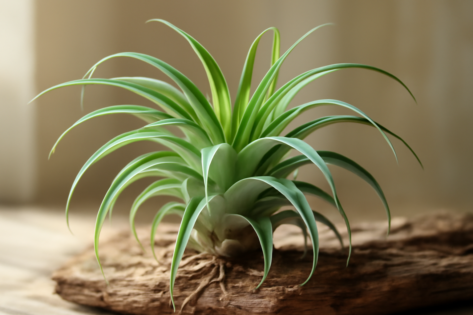 Egy egészséges tillandsia növény, zöld levelekkel, fán elhelyezve.