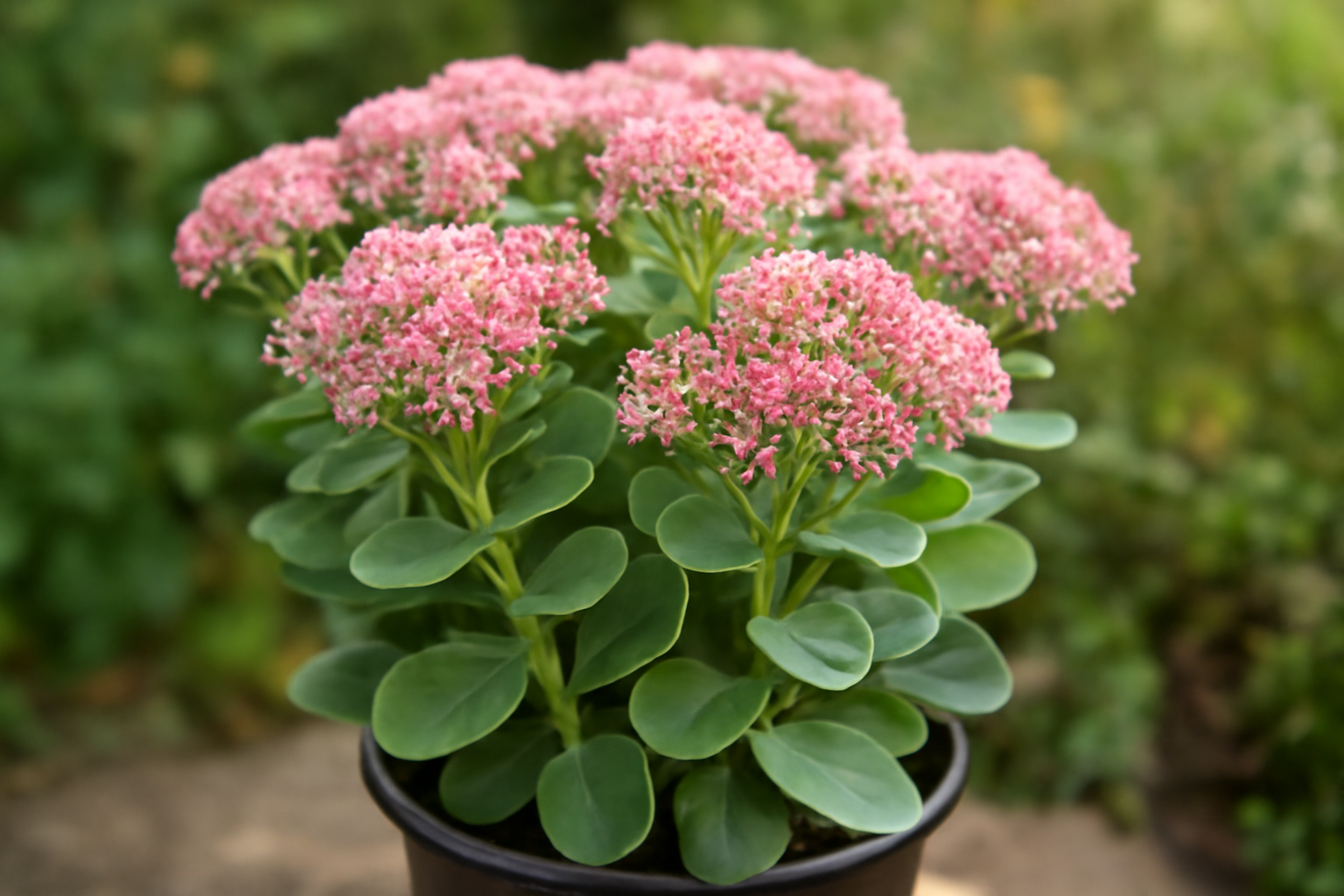 Rózsaszín virágú varjúháj (Sedum) szobanövény, zöld levelekkel.