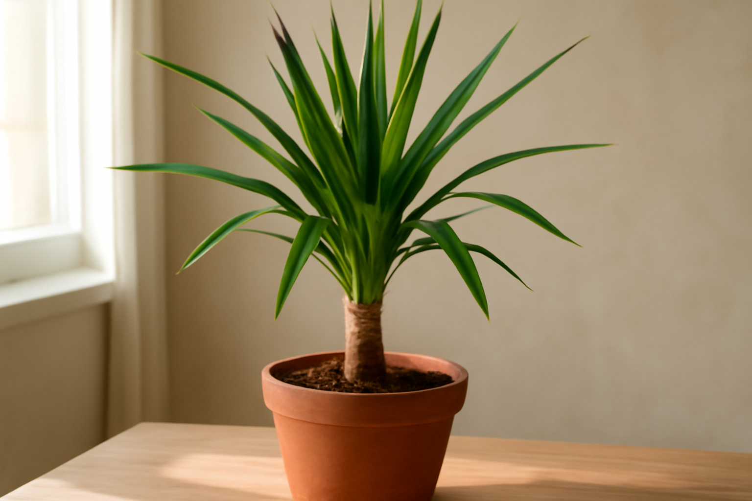 Yucca pálma gondozása, szaporítása és betegségei – strapabíró növény