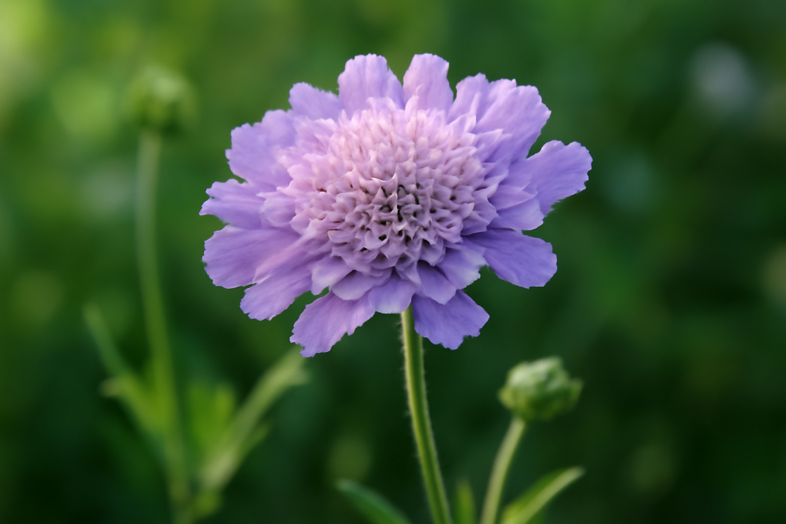 Díszcsillag Scabiosa gondozása, szaporítása és betegségei – nyári virág
