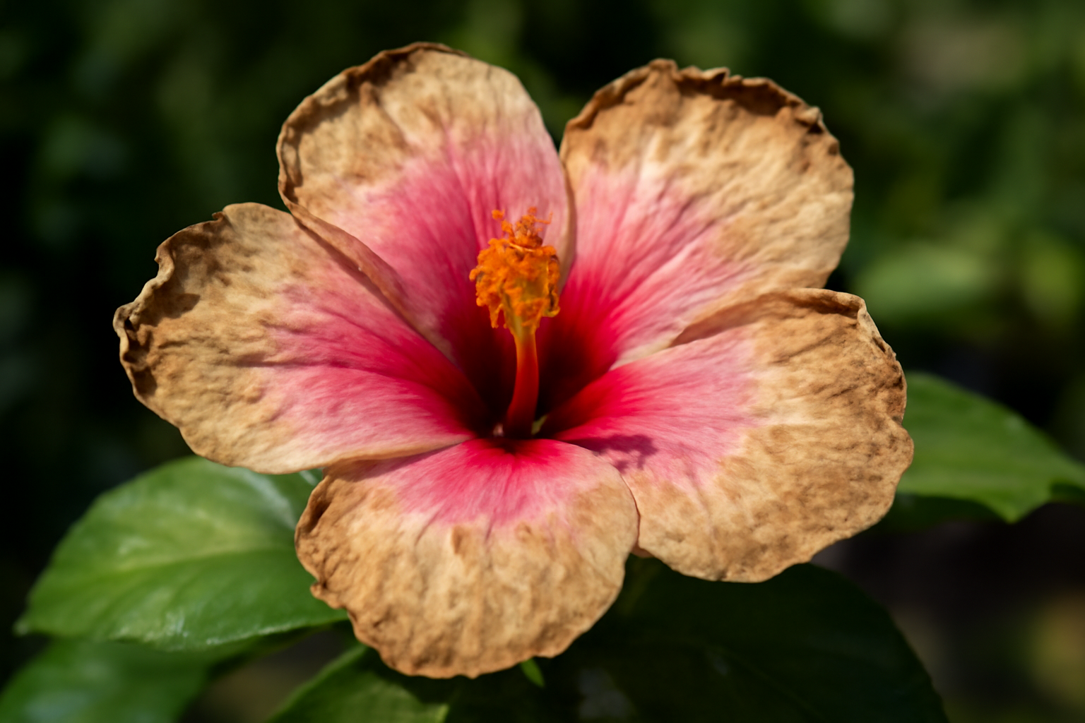 A hibiszkusz virág sárgás-barnás levelekkel, napégés jeleivel.