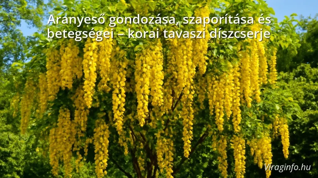Aranyeső sárga virágai tavaszi kertben