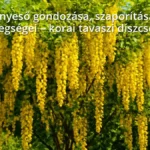 Aranyeső sárga virágai tavaszi kertben