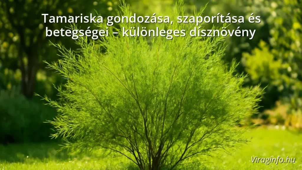 Tamariska növény napos kertben, zöld tűszerű levelekkel