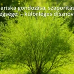 Tamariska növény napos kertben, zöld tűszerű levelekkel
