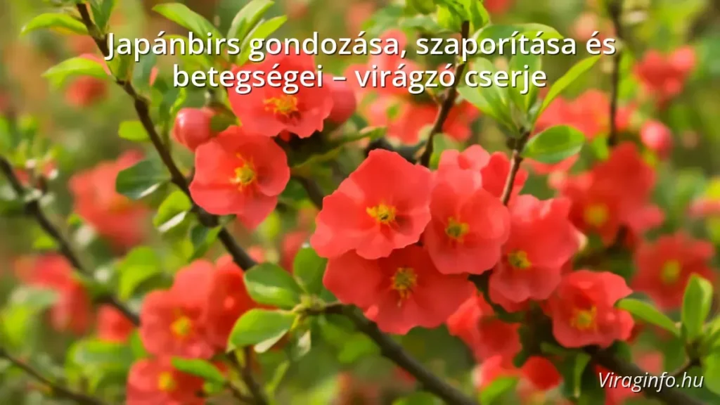 Japánbirs virágzó cserje a kertben tavaszi napsütésben