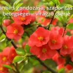 Japánbirs virágzó cserje a kertben tavaszi napsütésben