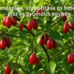 Som bokor érett piros gyümölcsökkel a kertben