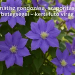 Vibrant blooming clematis climbing on garden trellis