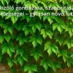 Vadszőlő futónövény zöld levelekkel egy kerti falon